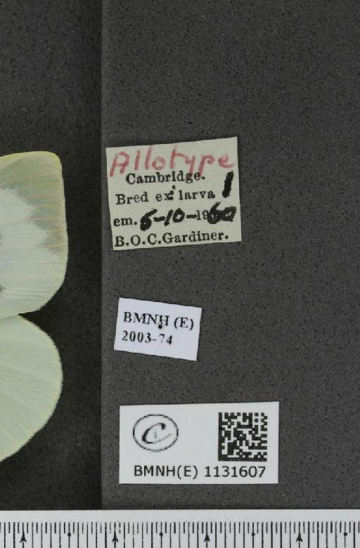 Pieris brassicae (Linnaeus, 1758) - BMNHE_1131607_label_97114