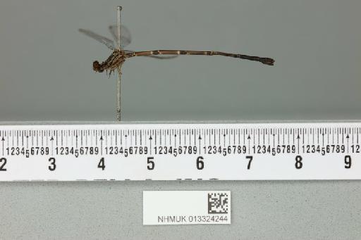 Elattoneura fletcheri Fraser, 1919 - 013324244_lateral