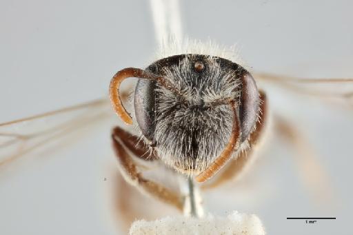 Andrena (Chrysandrena) unita Nurse, 1904 - 014025050_face