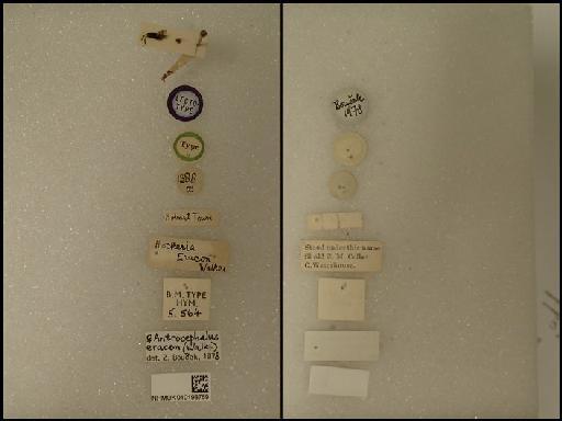 Antrocephalus eracon (Walker, 1838) - Antrocephalus eracon (Walker , 1838) NHMUK010198759  5.564 labels