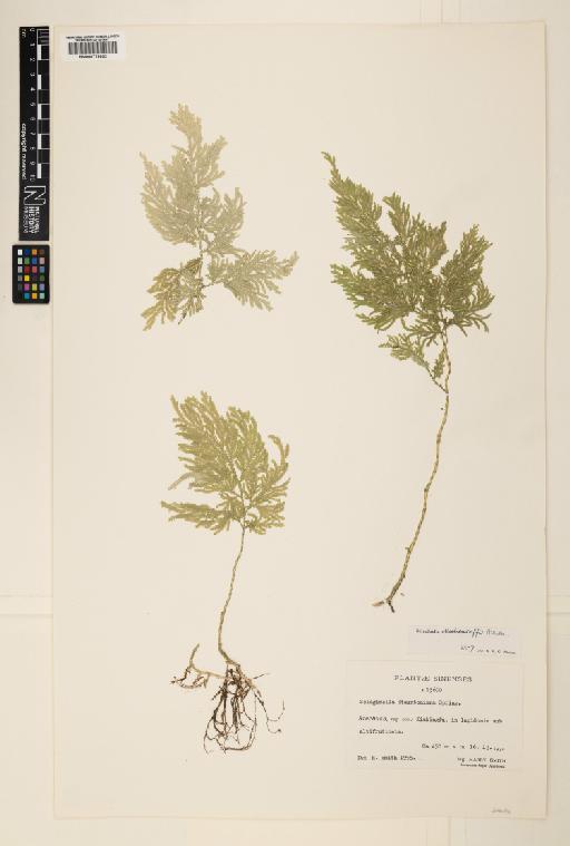 Selaginella moellendorffii Hieron. - 000779652