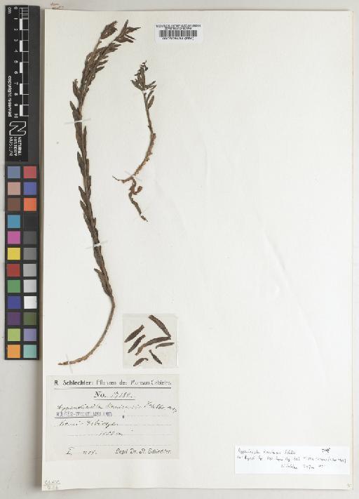 Appendicula kaniensis Schltr. - BM000509434