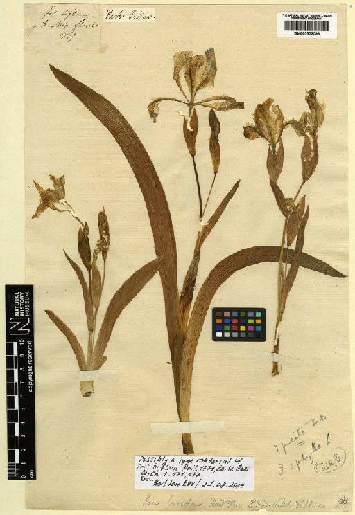 Iris scariosa Willd. ex Link - BM000832596