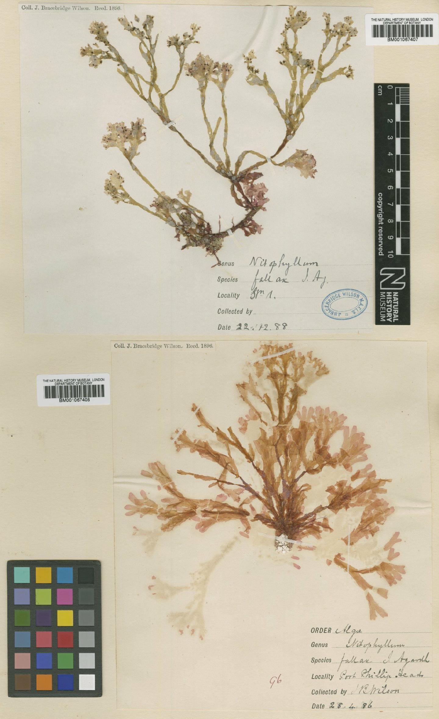 To NHMUK collection (Nitophyllum fallax J.Agardh; TYPE; NHMUK:ecatalogue:2287942)