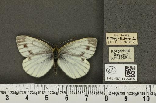 Pieris napi britannica Müller & Kautz, 1939 - BMNHE_1129365_81992