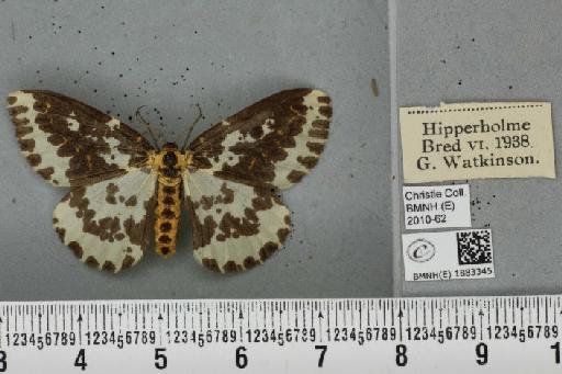 Abraxas grossulariata (Linnaeus, 1758) - BMNHE_1883345_439234