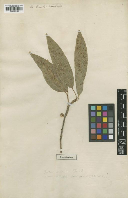 Ficus subulata Blume - BM000951832