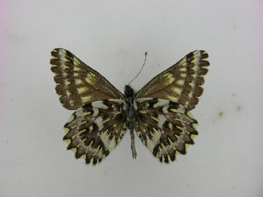 Catasticta tricolor Butler, 1897 - BMNH(E)_1203687_Catasticta tricolor spp nov_male_PT_ventral