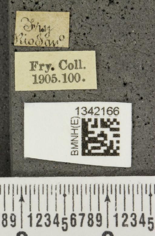 Isotes Weise, 1922 - BMNHE_1342166_label_24283