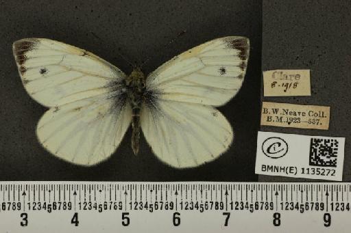 Pieris napi britannica Müller & Kautz, 1939 - BMNHE_1135272_89062