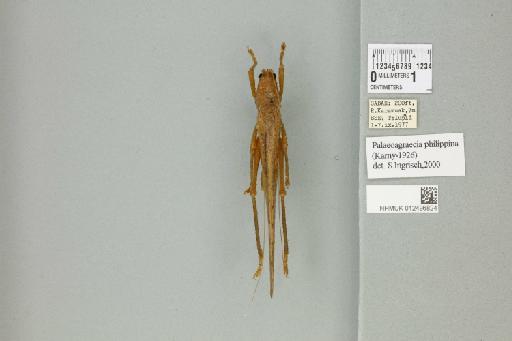 Palaeoagraecia philippina (Karny, 1926) - 012496824_72127_92697
