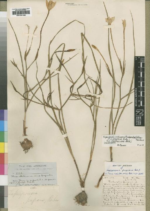 Lapeirousia schimperi (Asch. & Klatt) Milne-Redh. - BM000911980
