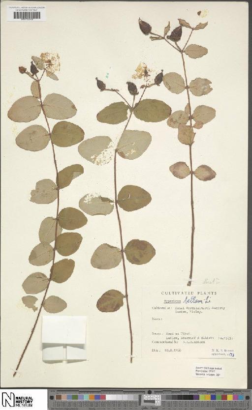 Hypericum bellum subsp. bellum - BM001202088