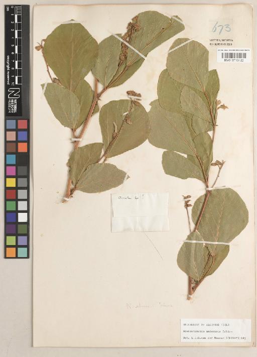 Neorautanenia amboensis Schinz - BM013713122