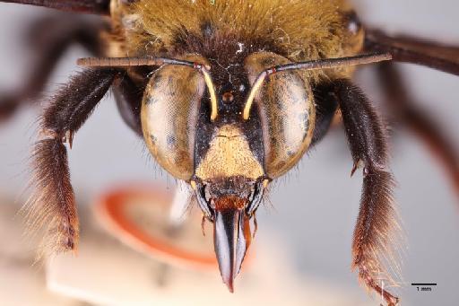 Xylocopa (Alloxylocopa) circumvolans Smith, F., 1873 - 014024241_Face