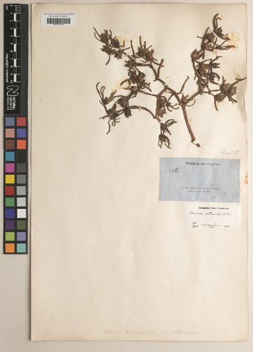 Sesuvium mesembryanthoides Welw. - BM001209752