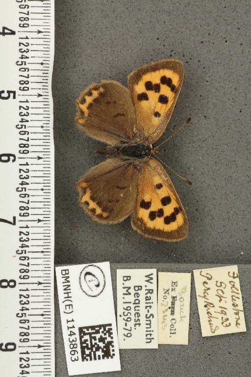 Lycaena phlaeas eleus ab. magnipuncta Tutt, 1906 - BMNHE_1143863_108313