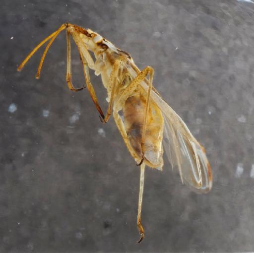 Acetropis gimmerthali (Flor, 1860) - 014432515_lateral_processed