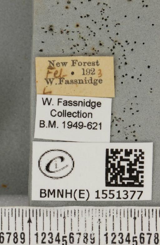 Polyploca ridens (Fabricius, 1787) - BMNHE_1551377_label_238700