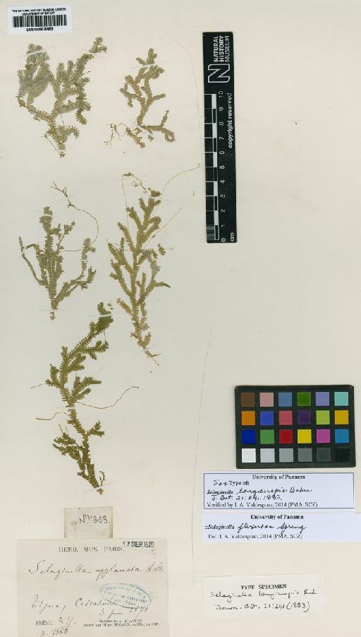 Selaginella flexuosa Spring - BM000905689