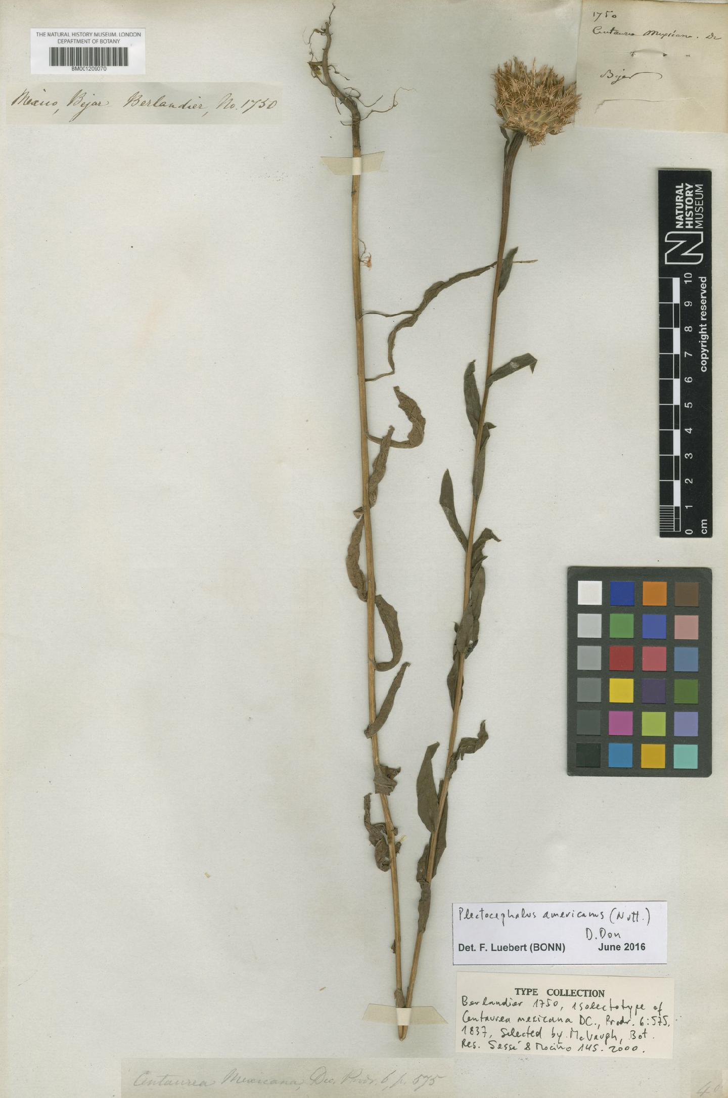 To NHMUK collection (Centaurea americana Nutt.; Isolectotype; NHMUK:ecatalogue:6720126)