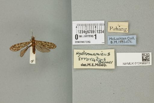 Hydromanicus irroratus Brauer, 1865 - 012498973_840414_1748668