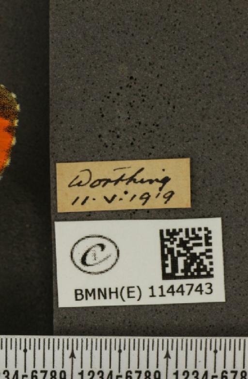 Anthocharis cardamines britannica Verity, 1908 - BMNHE_1144743_label_98812