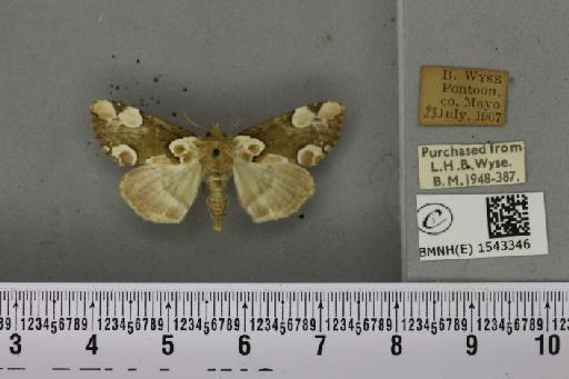 Thyatira batis (Linnaeus, 1758) - BMNHE_1543346_234996