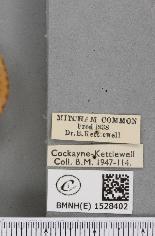 Euthrix potatoria ab. lilacina Cockayne, 1951 - BMNHE_1528402_label_196910