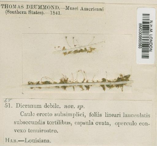 Dicranella hilariana (Mont.) Mitt. - BM000965563