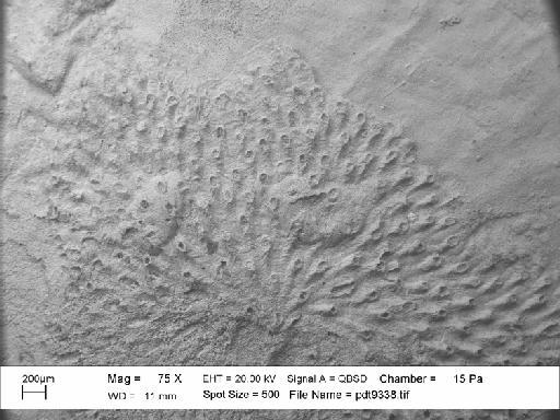 Mesonopora bernardwalteri Martha et al., 2019 - PI BZ 8181 - Mesonopora bernardwalteri