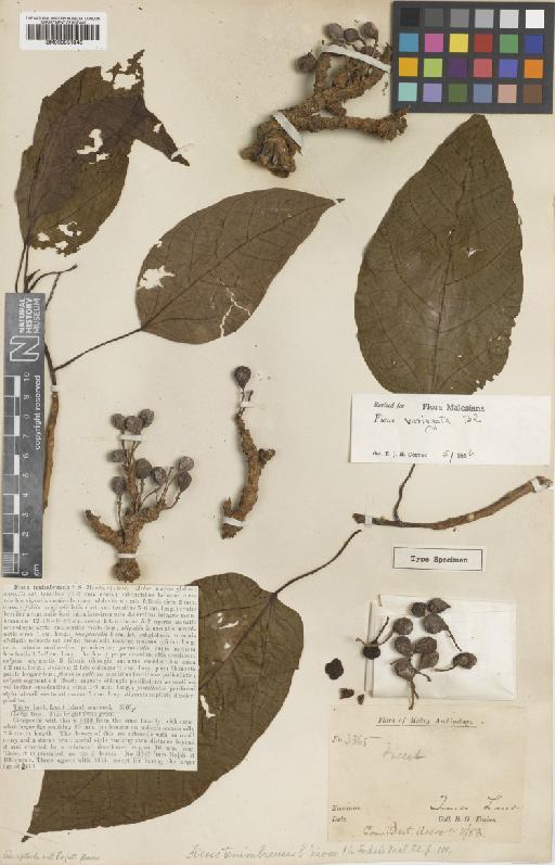 Ficus variegata Blume - BM000951845