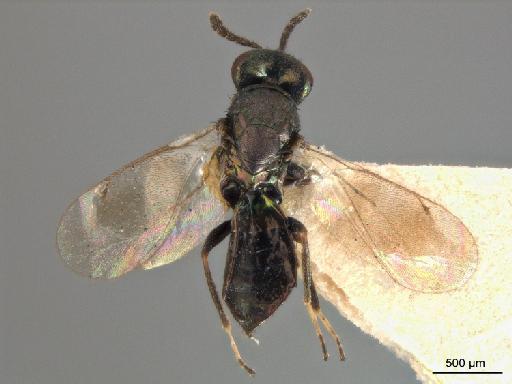 Eulophus amempsimus Walker, 1839 - Necremnus_amempsimus_LT_F_dors_ZSfinal