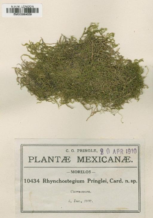 Platyhypnidium pringlei (Cardot) Broth. - BM000964539