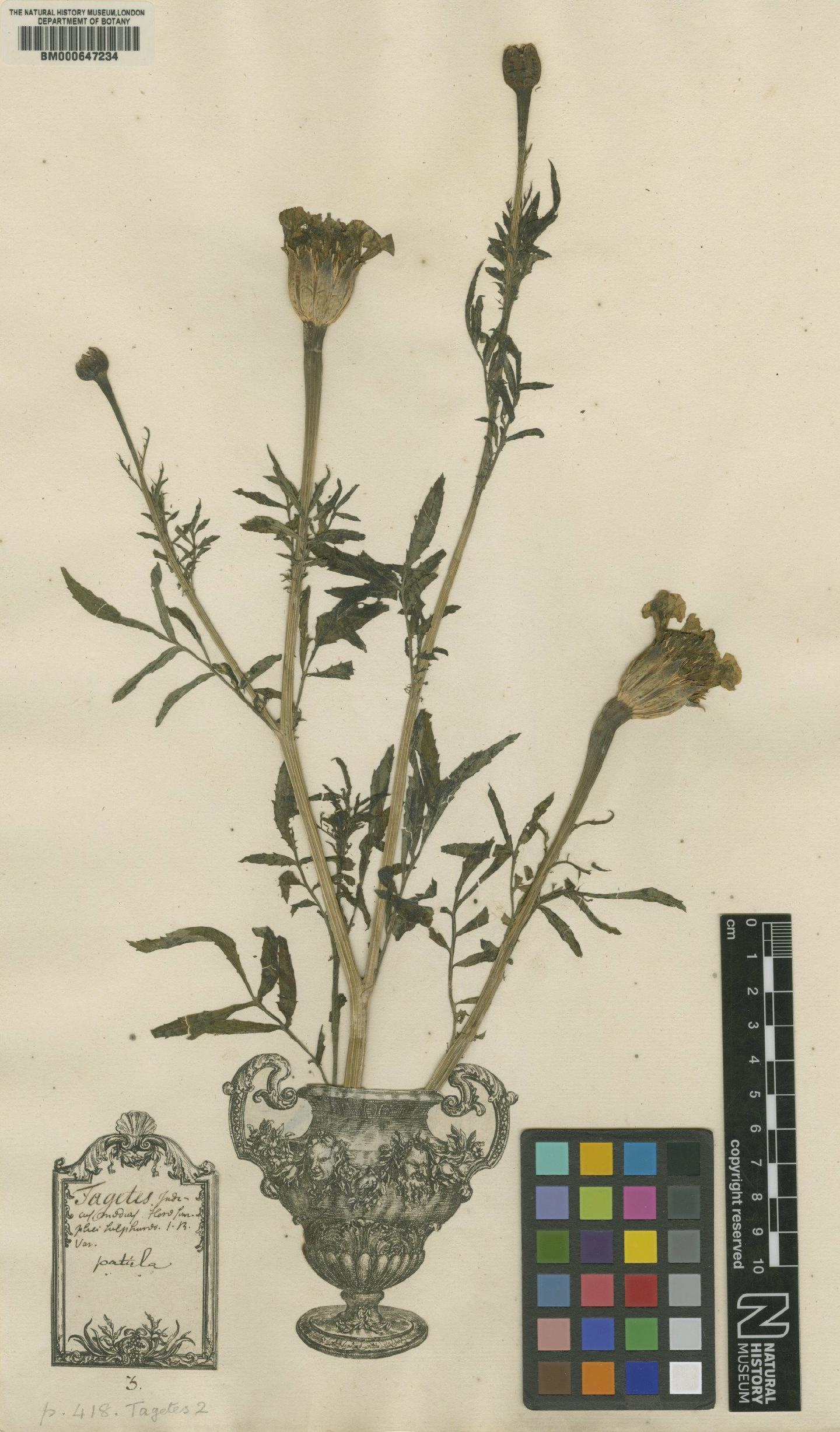 To NHMUK collection (Tagetes erecta L.; Original material; NHMUK:ecatalogue:4704085)