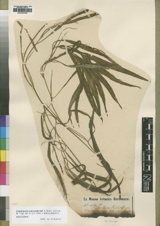 Potamogeton schweinfurthii A.Benn. - BM000922255