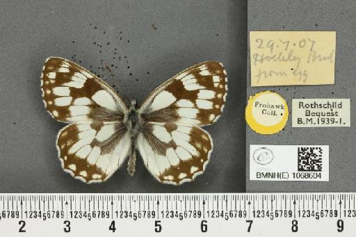 Melanargia galathea serena ab. nacrea Oliver, 1937 - BMNHE_1068604_34406