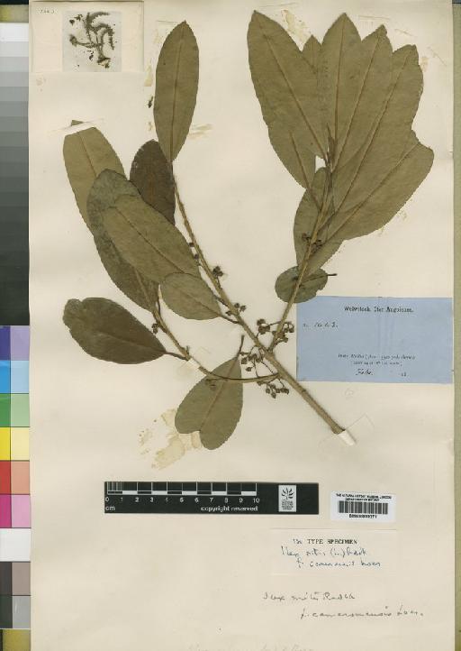 Ilex mitis var. mitis (L.) Radlk. - BM000839271