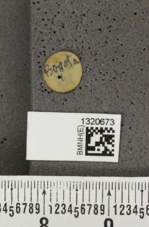 Paratriarius coryphaea (Baly, 1886) - BMNHE_1320673_a_label_21364