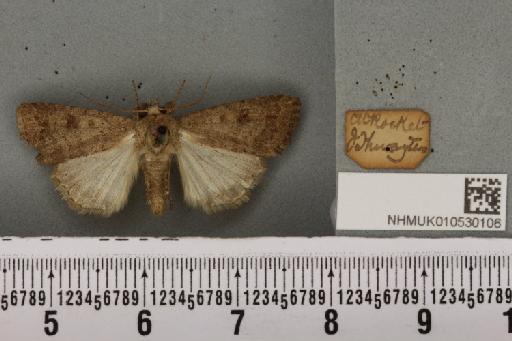 Caradrina morpheus (Hufnagel, 1766) - NHMUK_010530106_a_584124