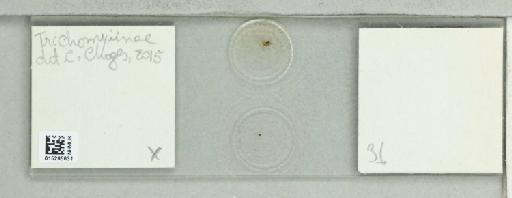 Trichomyia Haliday - 015295631_811541_297689_None_NoStatus