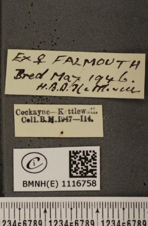 Pontia daplidice (Linnaeus, 1758) - BMNHE_1116758_label_68867