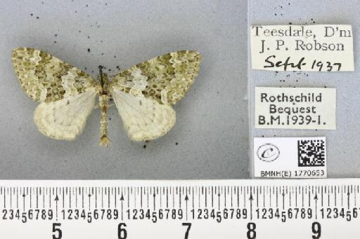 Chloroclysta miata (Linnaeus, 1758) - BMNHE_1770653_347515