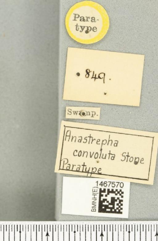 Anastrepha convoluta Stone, 1942 - BMNHE_1467570_a_label_40472