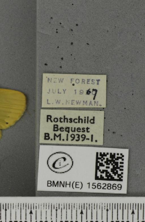 Lithosia quadra (Linnaeus, 1758) - BMNHE_1562869_a_label_285306