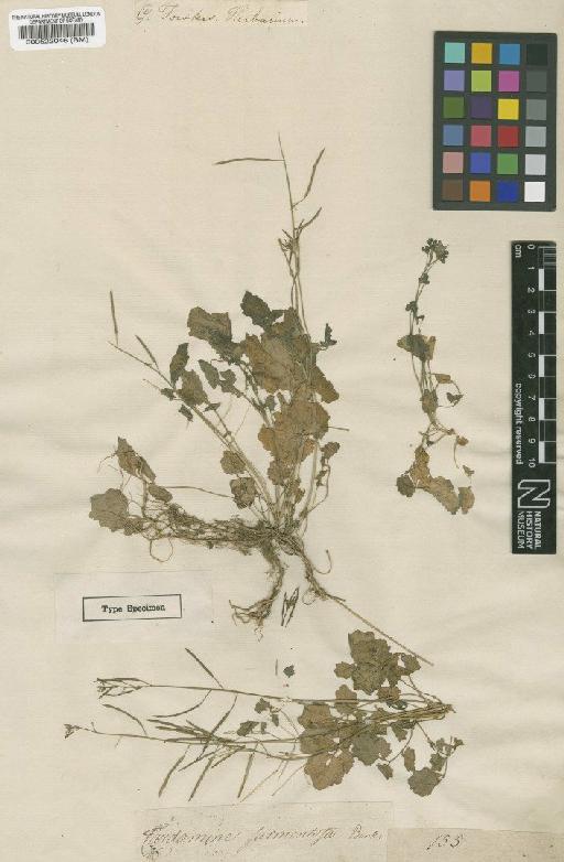 Cardamine sarmentosa Forst - BM000522046