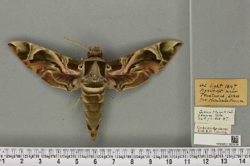 Daphnis nerii (Linnaeus, 1758) - NHMUK_010476756_534353