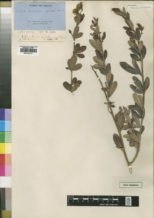 Crotalaria amoena Welw. - BM000843571