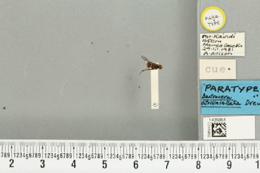 Bactrocera (Bactrocera) atriliniellata Drew, 1989 - BMNHE_1435051_28411