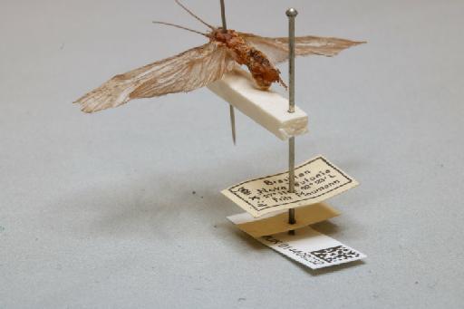 Triplectides gracilis (Burmeister, 1839) - 014409232_additional_2